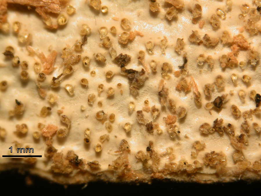 Lavoro - Crosta foto 0577 (Dacryobolus sudans)